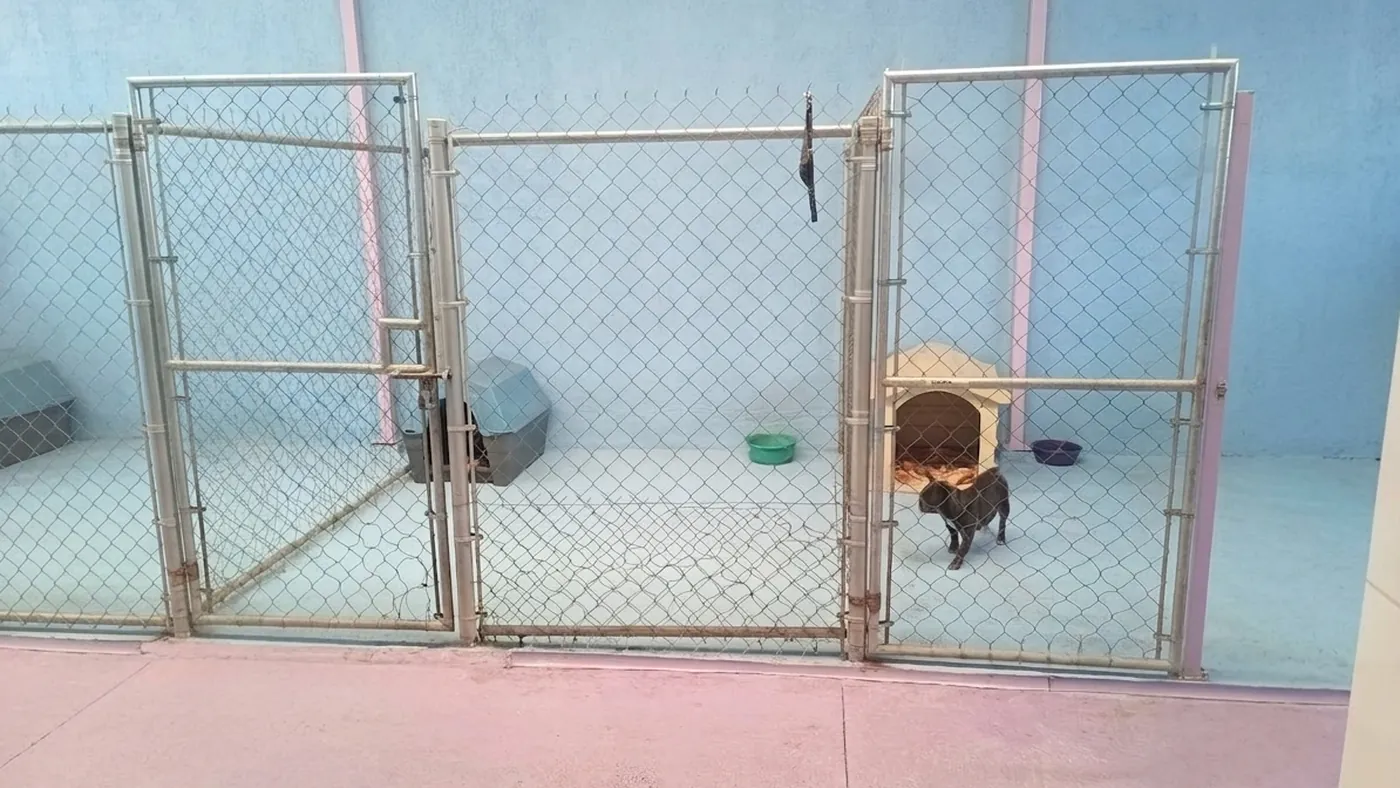 Corrales individuales con casita, comedero y bebedero en el patio de la veterinaria