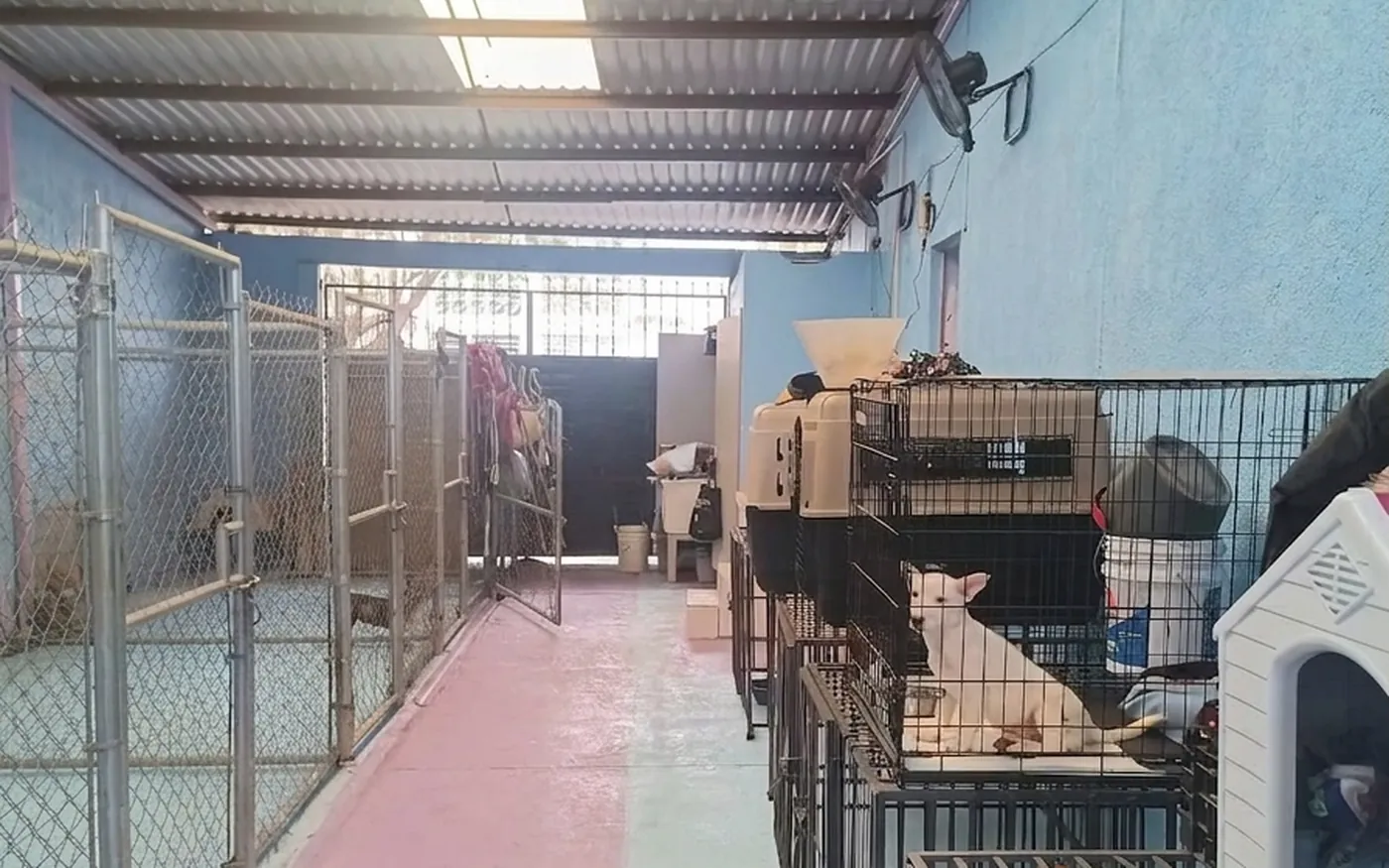 Pasillo techado del área de resguardo junto a la veterinaria, con corrales y transportadoras
